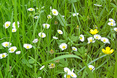 Wiese mit Gänseblümchen