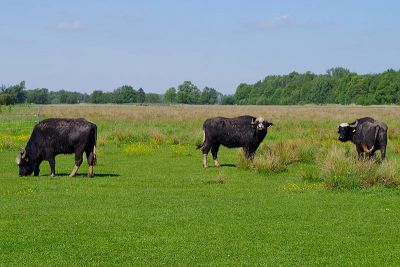 Auerochsen Auerochsen