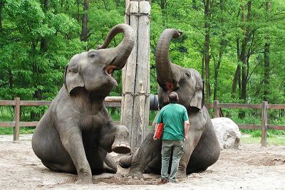 Elefanten im Tierpark Cottbus Elefanten im Tierpark Cottbus