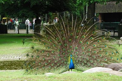 Pfau Pfau