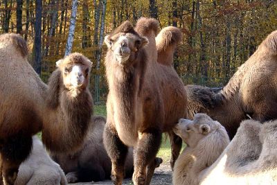 Trampeltiere Trampeltiere