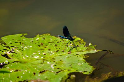Gutschein Hotel & Restaurant Charleston