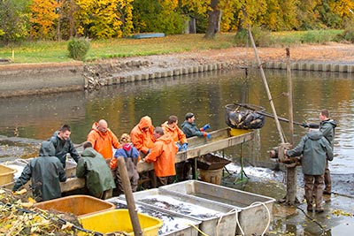 Abfischen in Peitz am Hälterteich