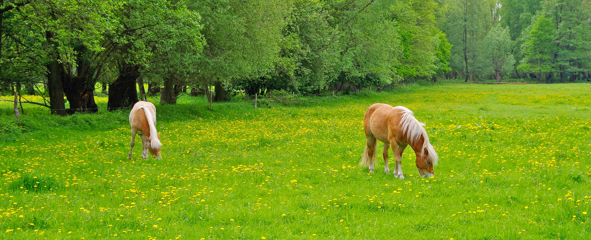 Pferdeerlebnis für Kinder im Spreewald