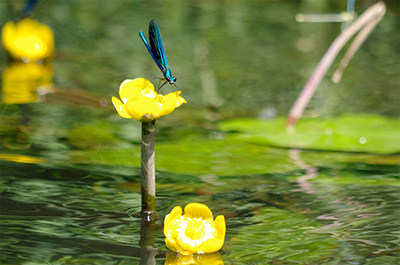 Biosphärenreservat Spreewald