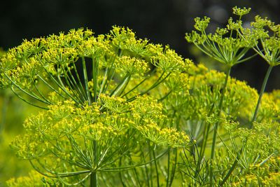 Dillblüten Dillblüten