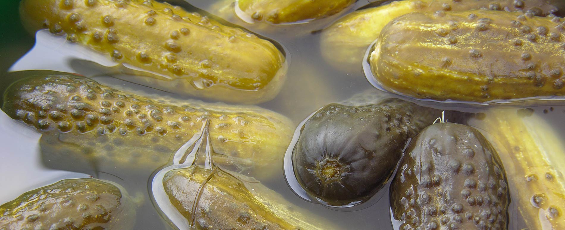 Saure Gurken, Salzgurken