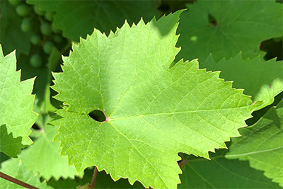 Weinblätter zum Einlegen der sauren Gurken frische Weinblätter zum Einlegen