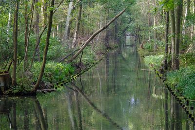 der Hochwald im Spreewald